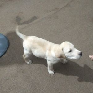 Meet your Posher, Induranga